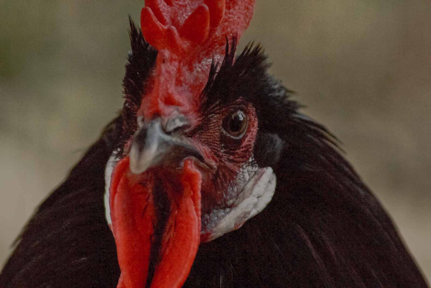 2016-01-09 - Stadtgarten Recklinghausen