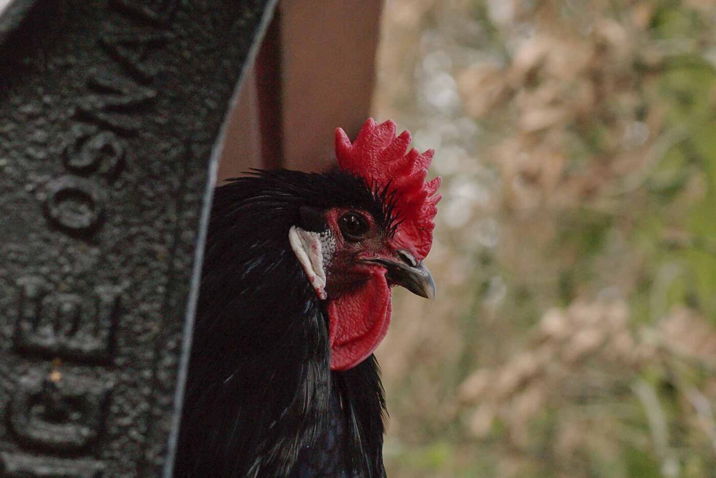 2016-01-09 - Stadtgarten Recklinghausen