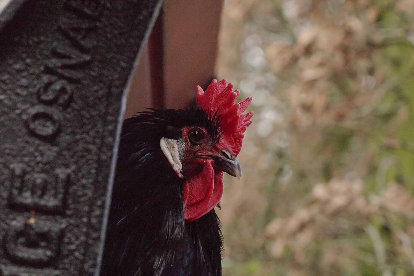 2016-01-09 - Stadtgarten Recklinghausen