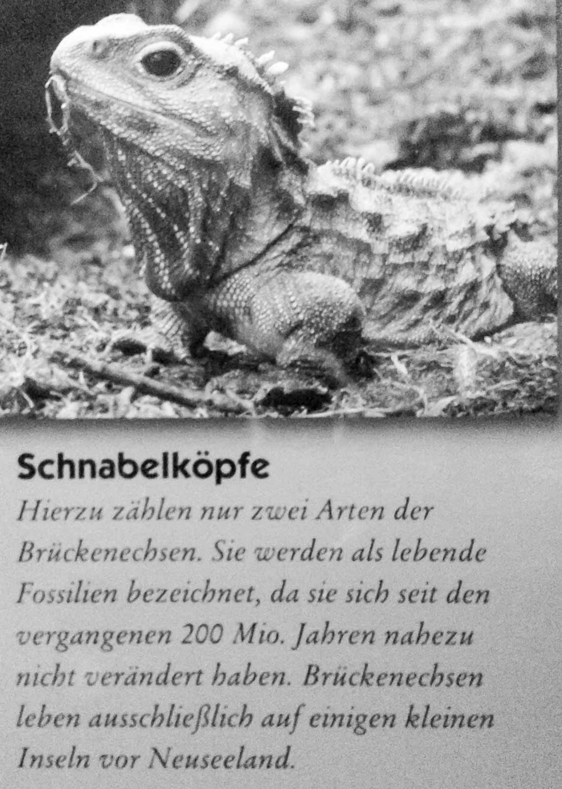 °schnabelköpfe°