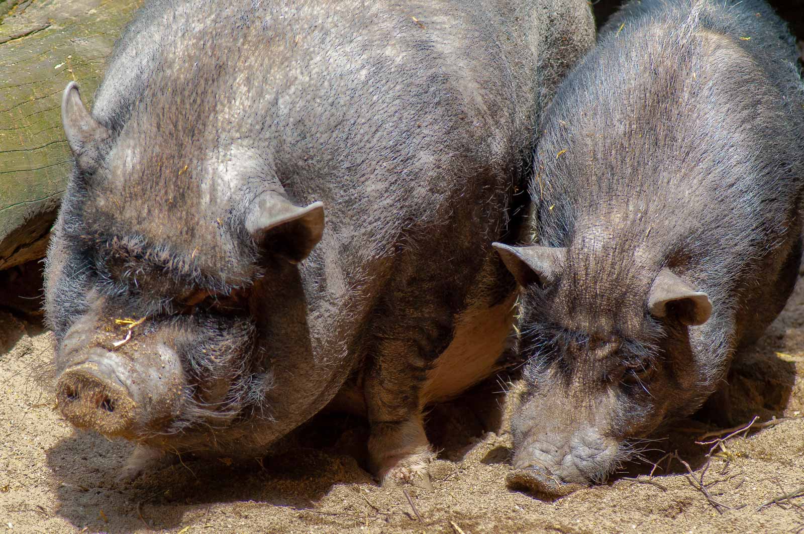 °hängebauchschwein°