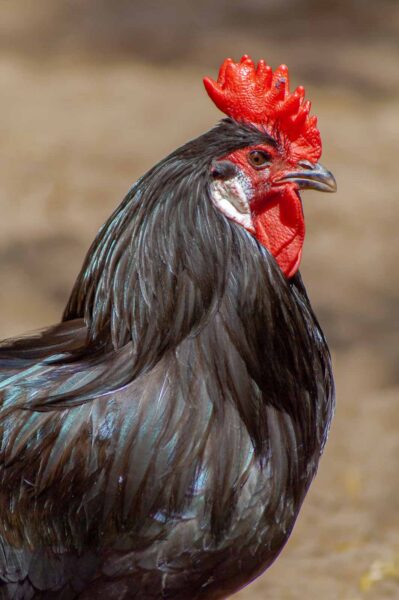 2016-07-06 - Stadtgarten Recklinghausen