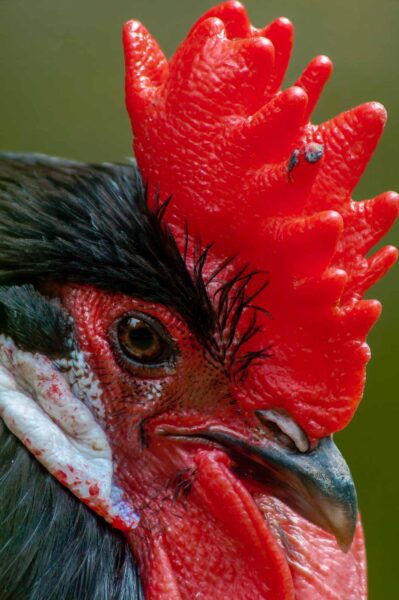 2016-07-06 - Stadtgarten Recklinghausen