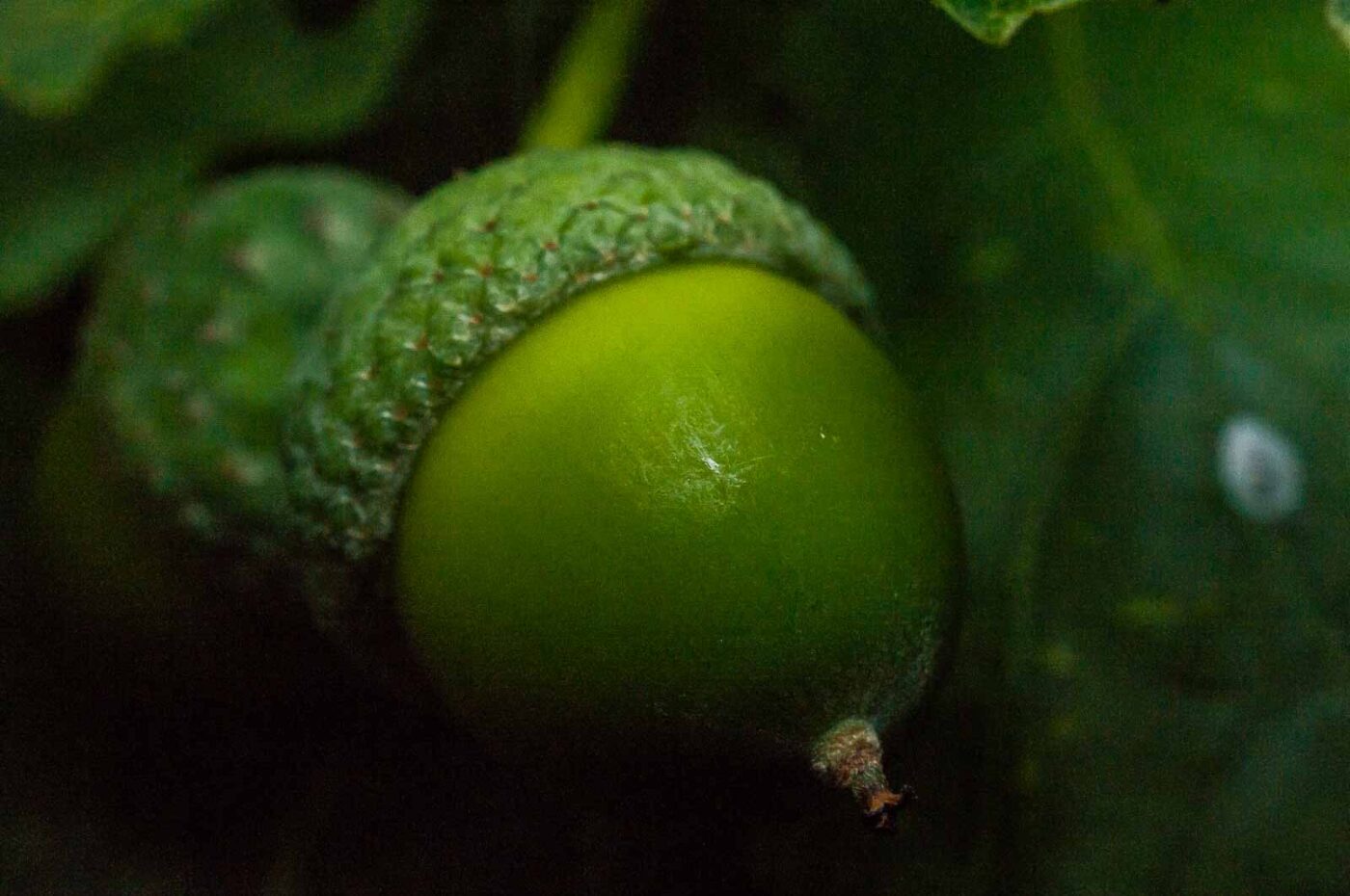 2016-08-05 - NSG Langeloh