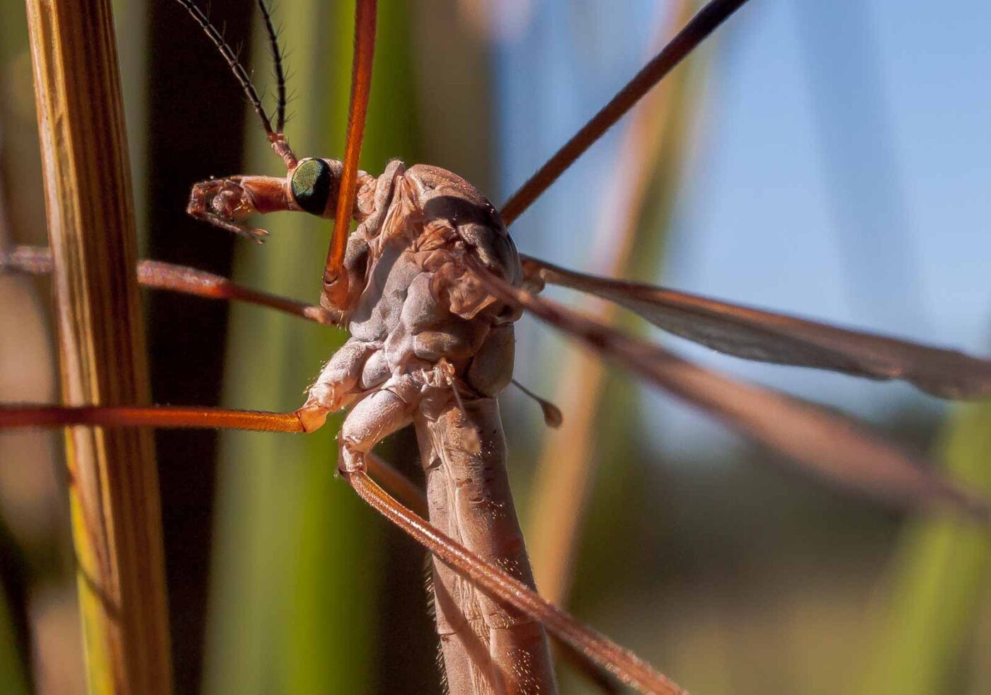 2016-08-30 - NSG Brandheide Recklinghausen