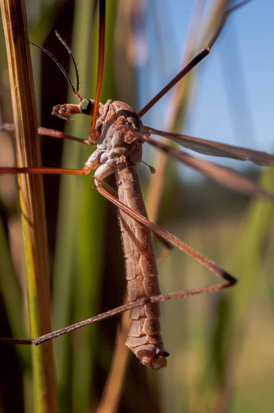 2016-08-30 - NSG Brandheide Recklinghausen