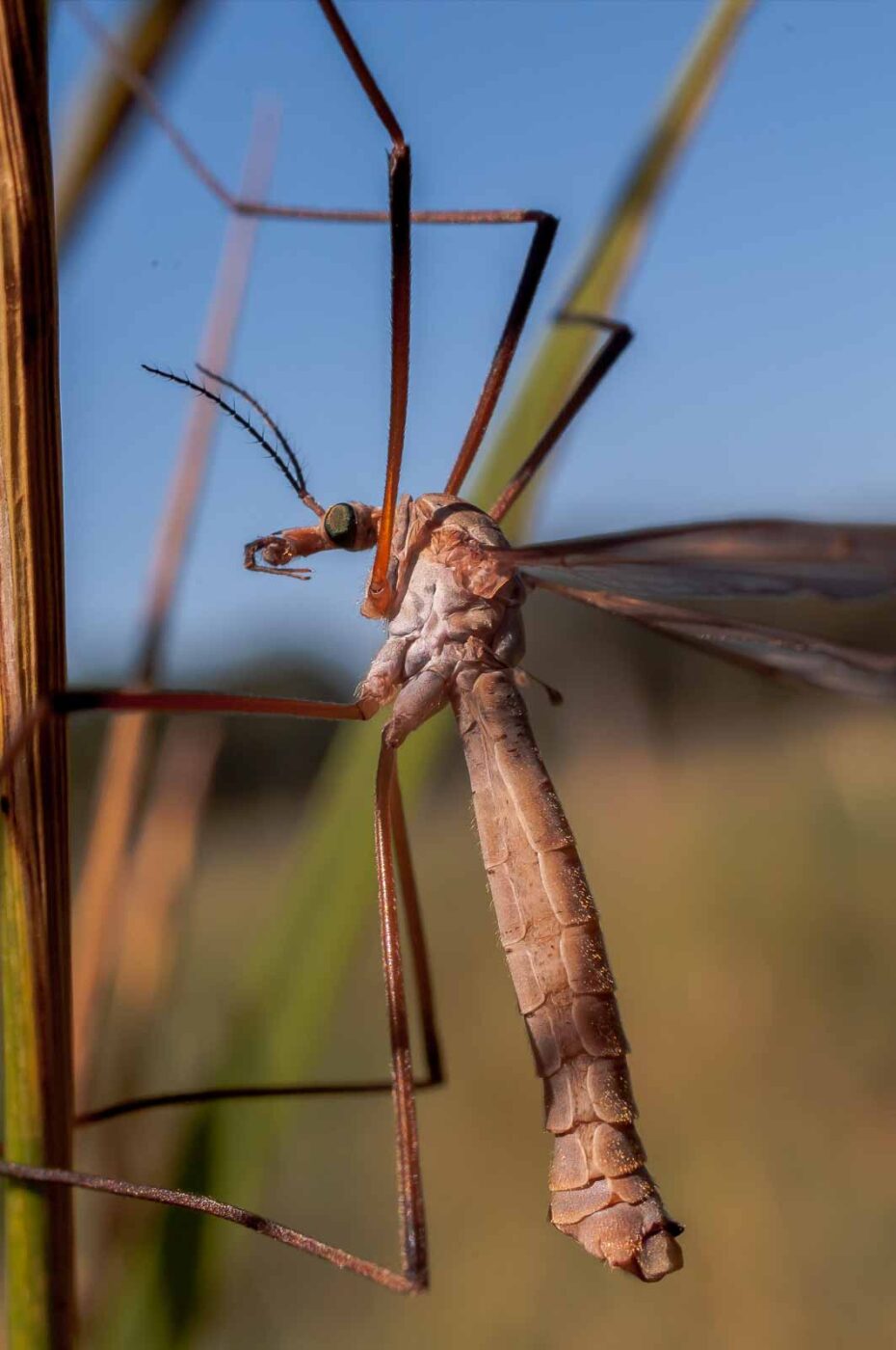 2016-08-30 - NSG Brandheide Recklinghausen
