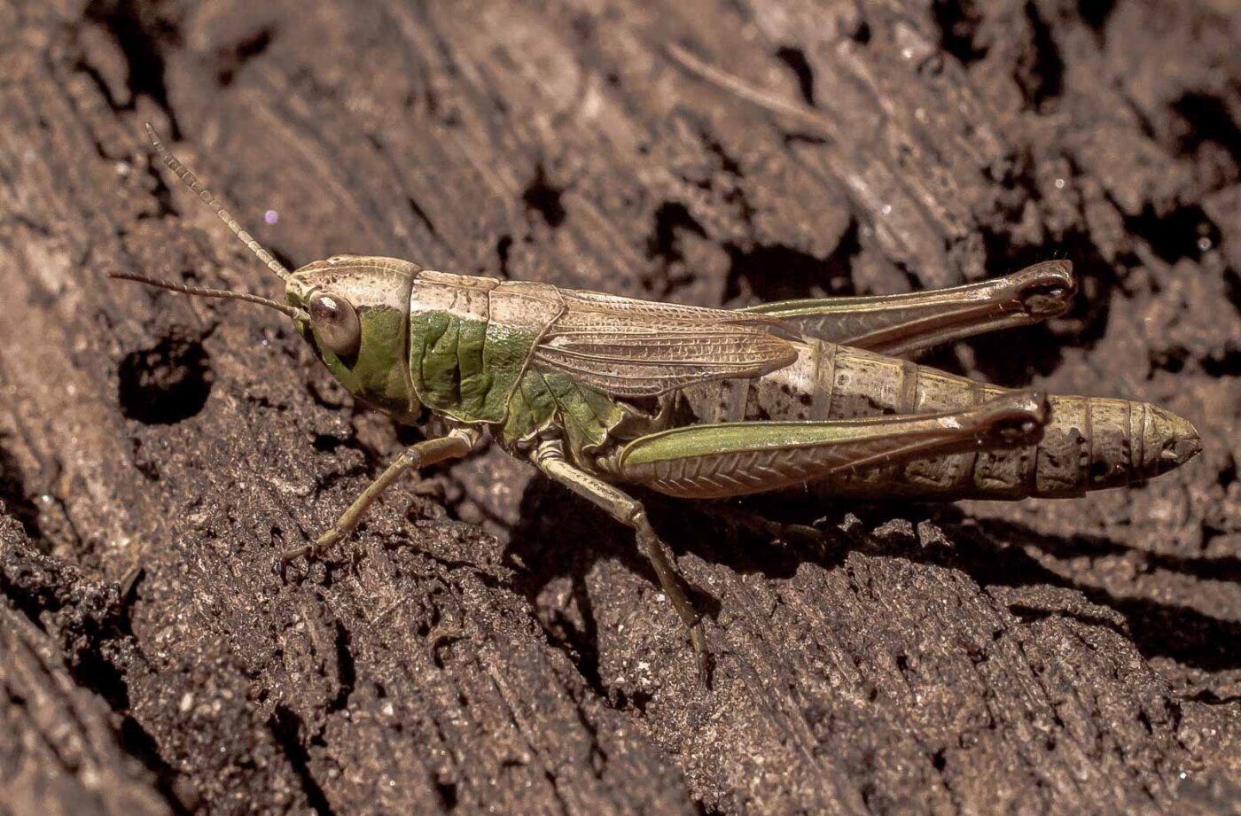 2016-08-30 - NSG Brandheide Recklinghausen