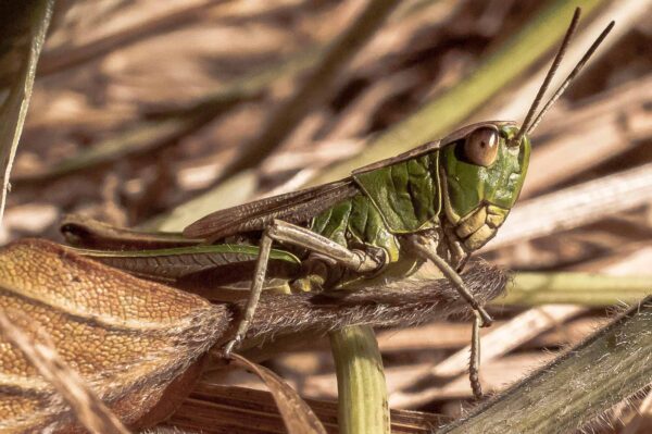 2016-08-30 - NSG Brandheide Recklinghausen
