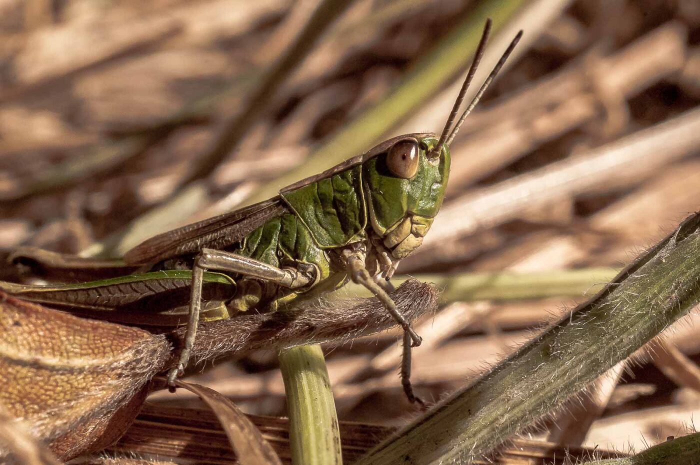 2016-08-30 - NSG Brandheide Recklinghausen