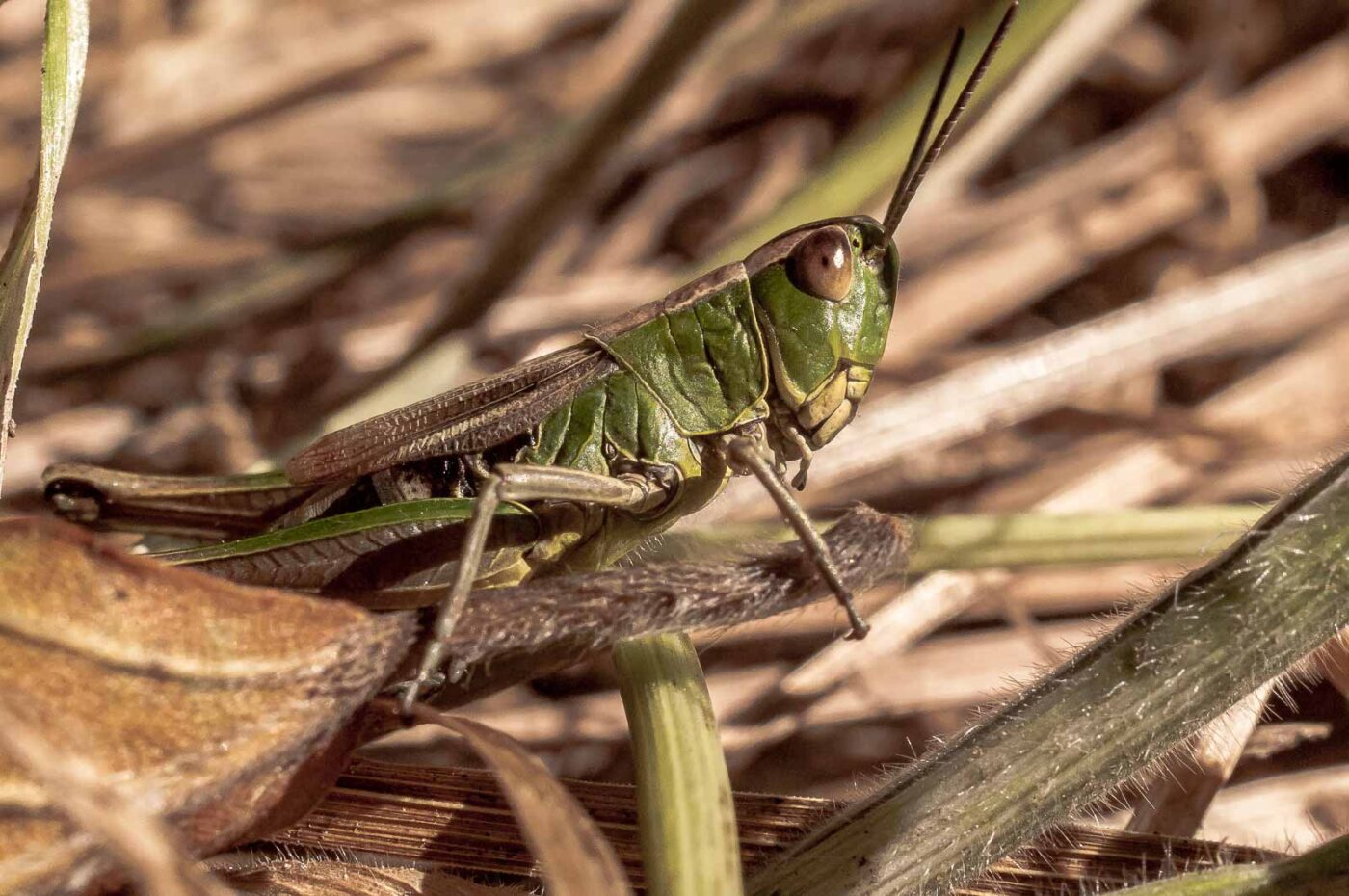 2016-08-30 - NSG Brandheide Recklinghausen