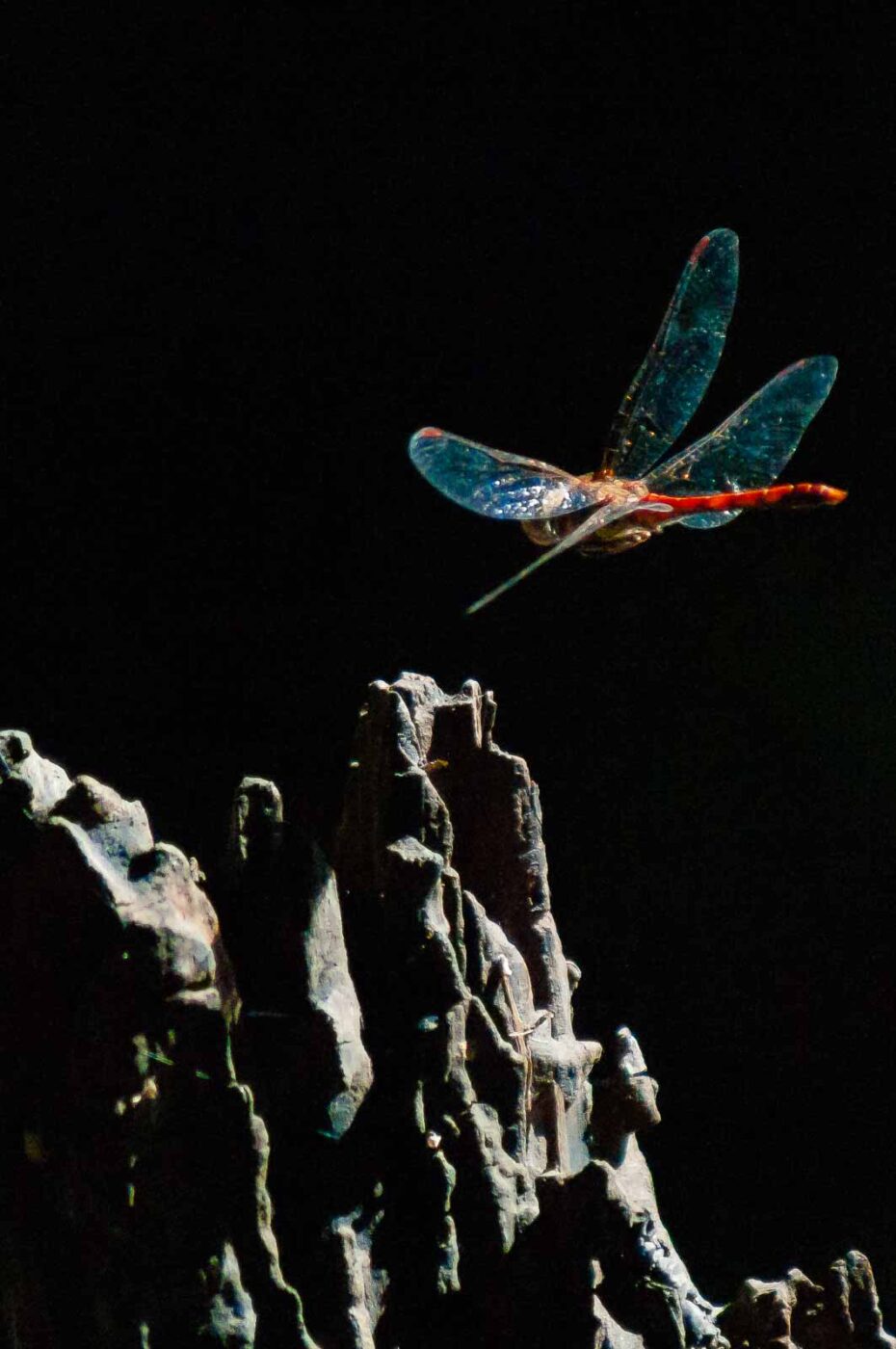 2016-08-30 - NSG Brandheide Recklinghausen