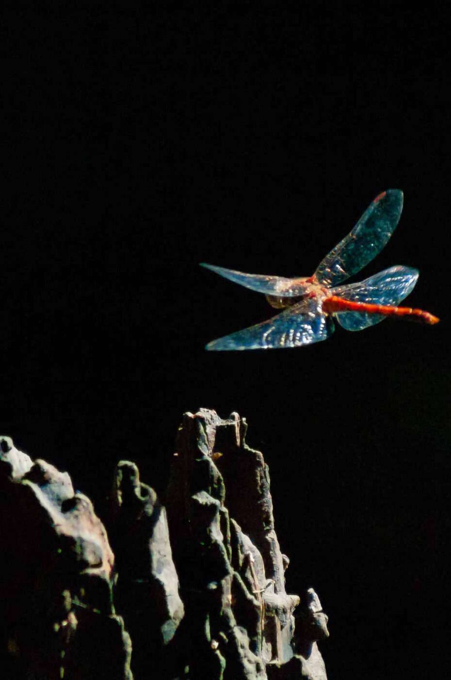 2016-08-30 - NSG Brandheide Recklinghausen