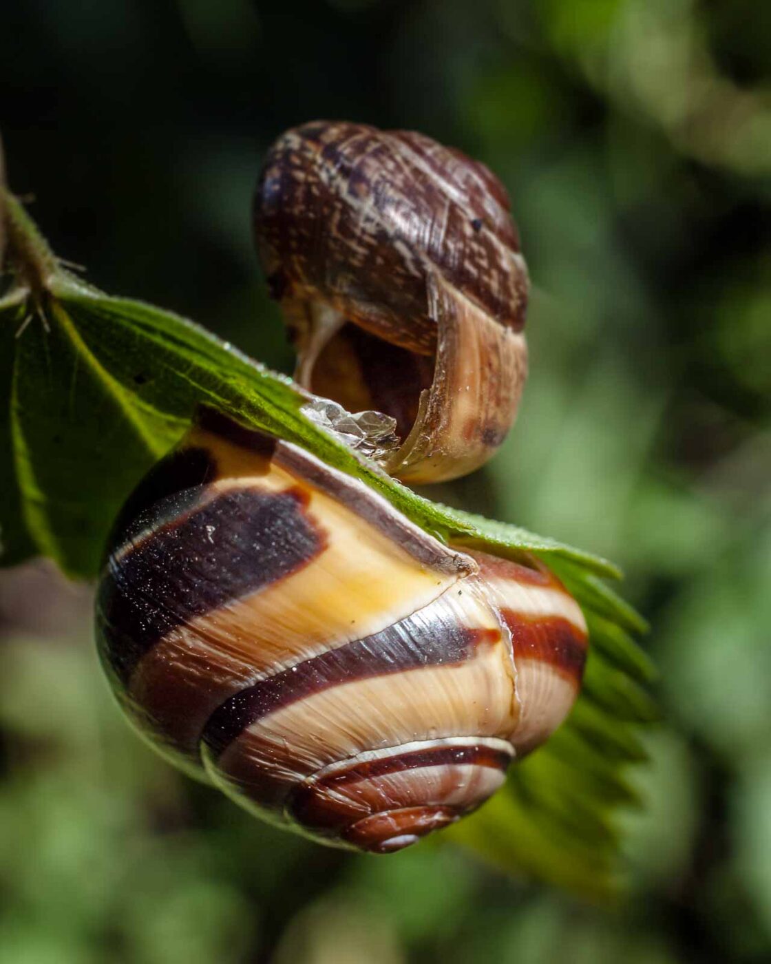 2016-08-30 - NSG Brandheide Recklinghausen