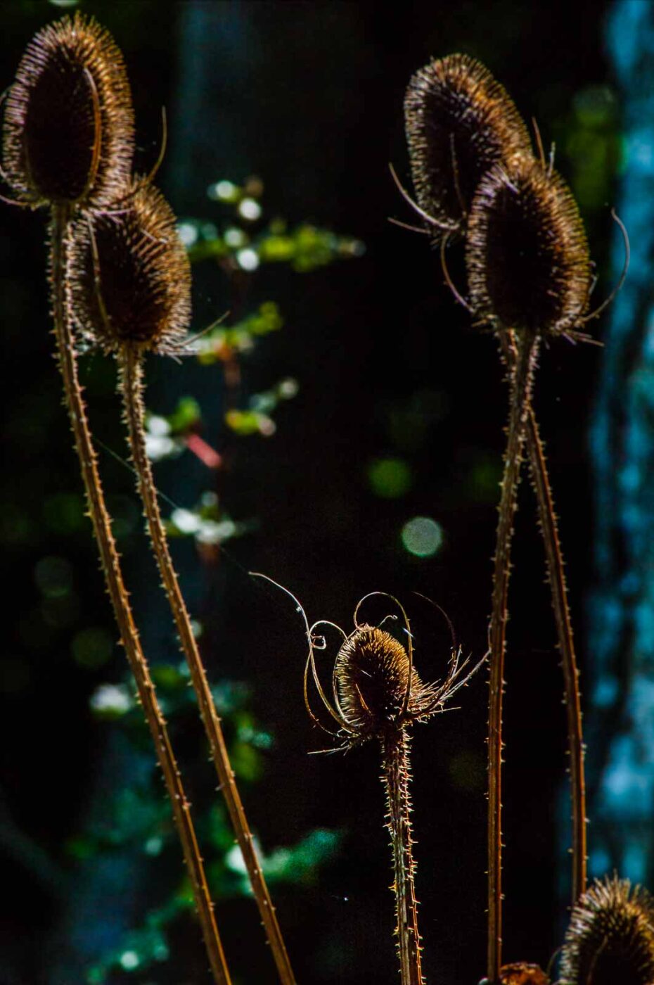 2016-08-30 - NSG Brandheide Recklinghausen