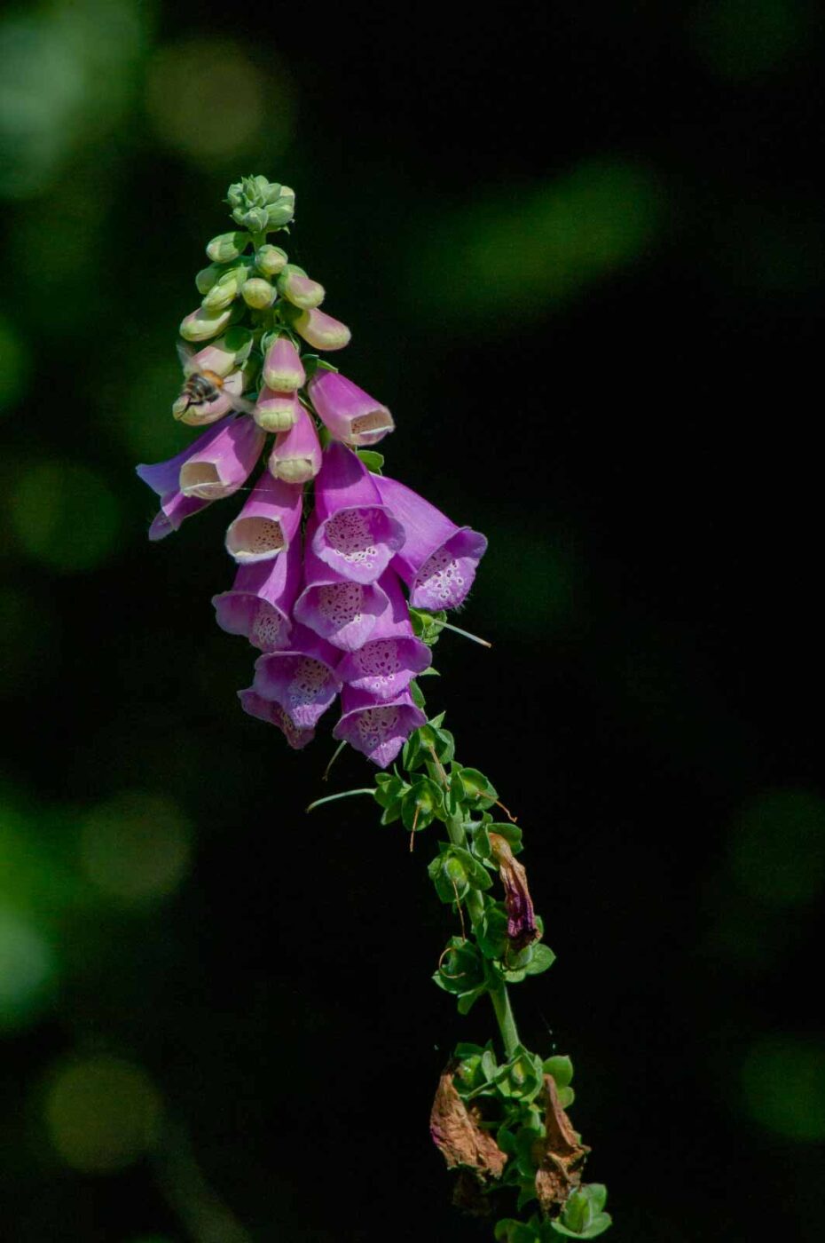 2016-08-30 - NSG Brandheide Recklinghausen