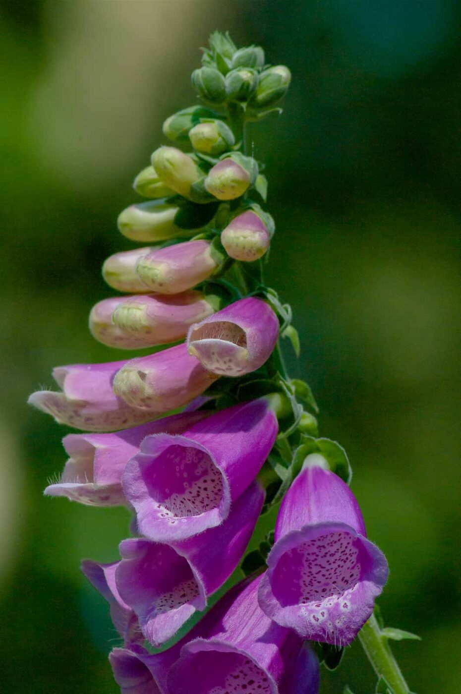 2016-08-30 - NSG Brandheide Recklinghausen