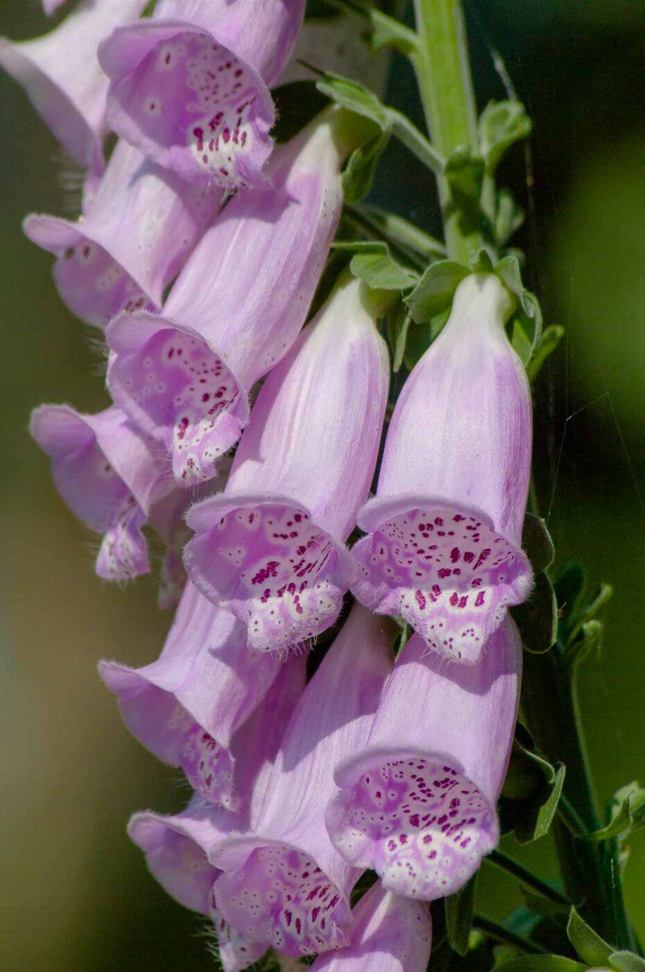 2016-08-30 - NSG Brandheide Recklinghausen