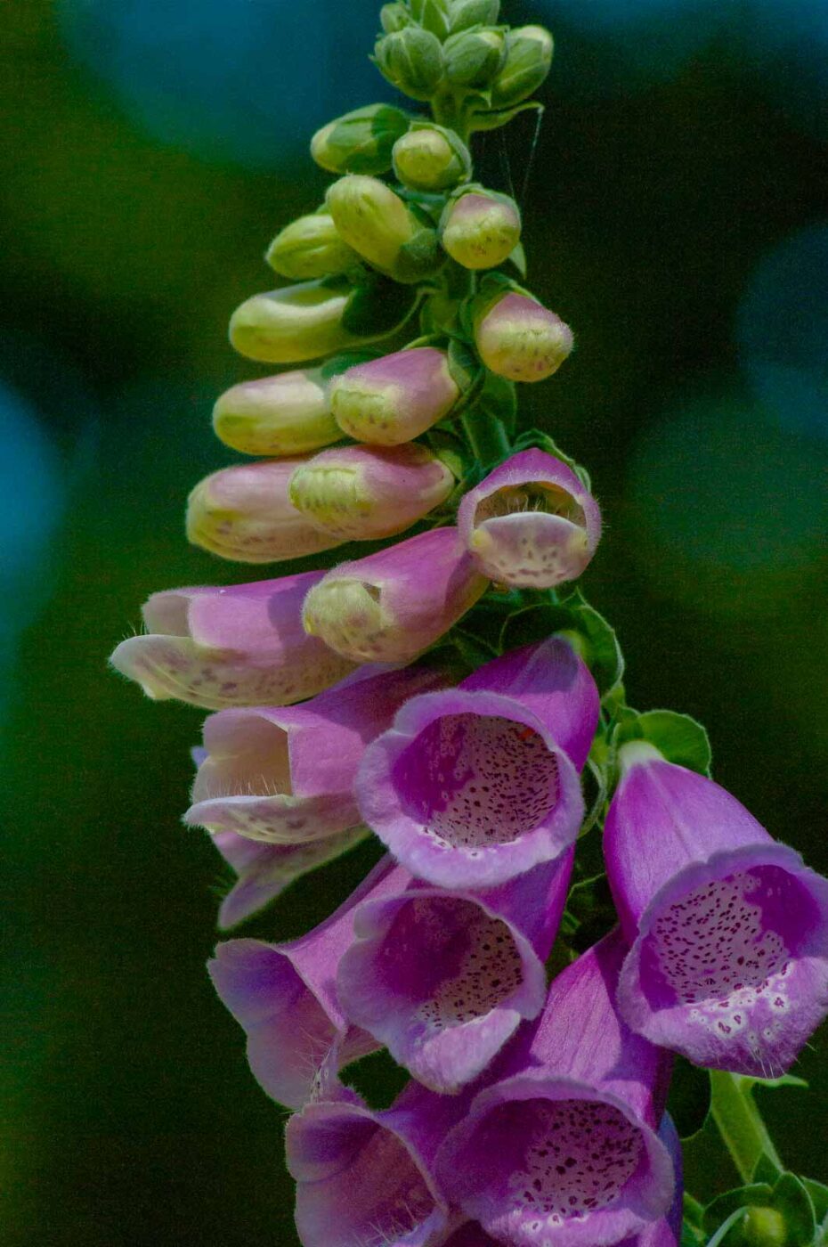 2016-08-30 - NSG Brandheide Recklinghausen