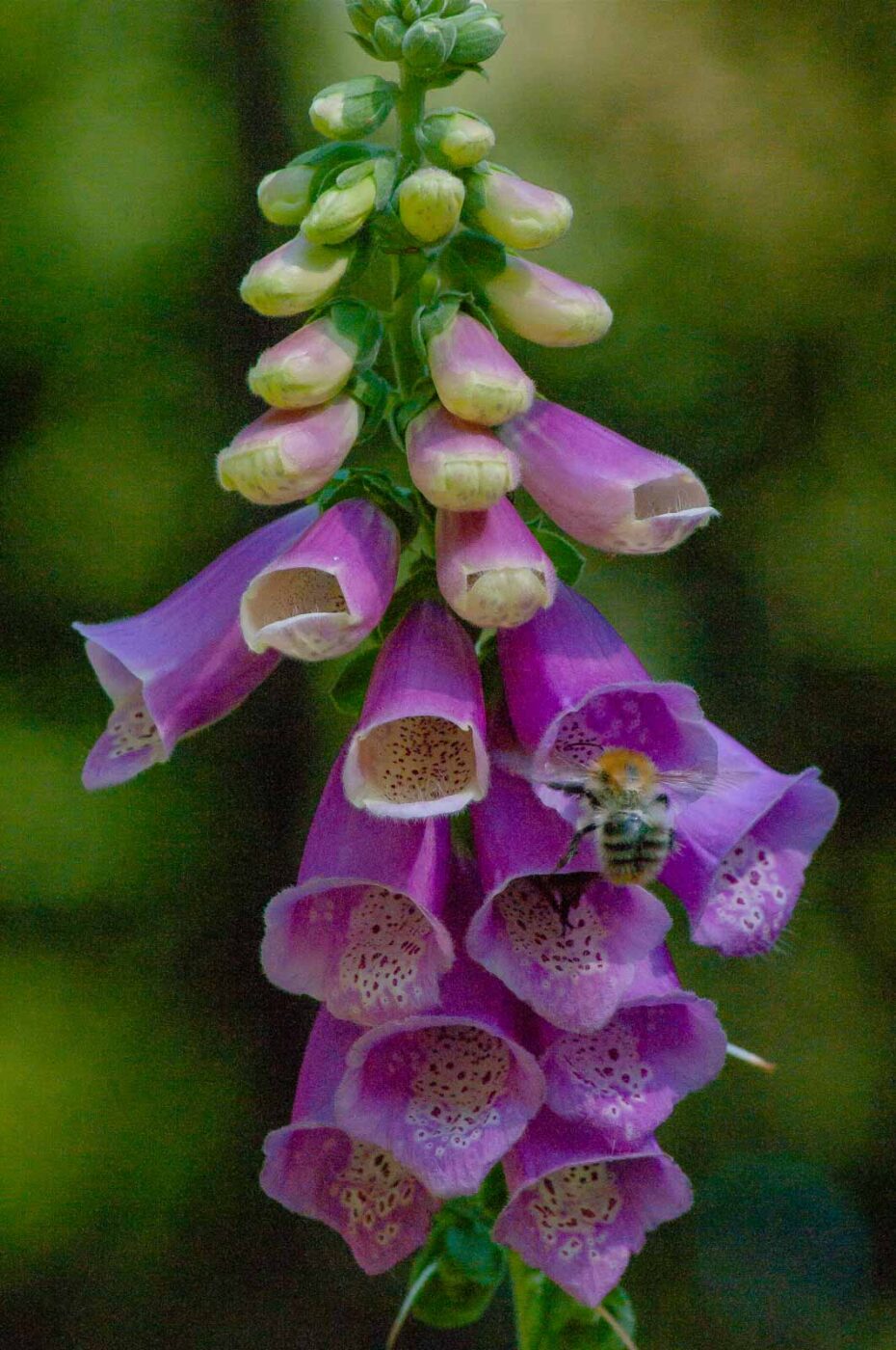 2016-08-30 - NSG Brandheide Recklinghausen