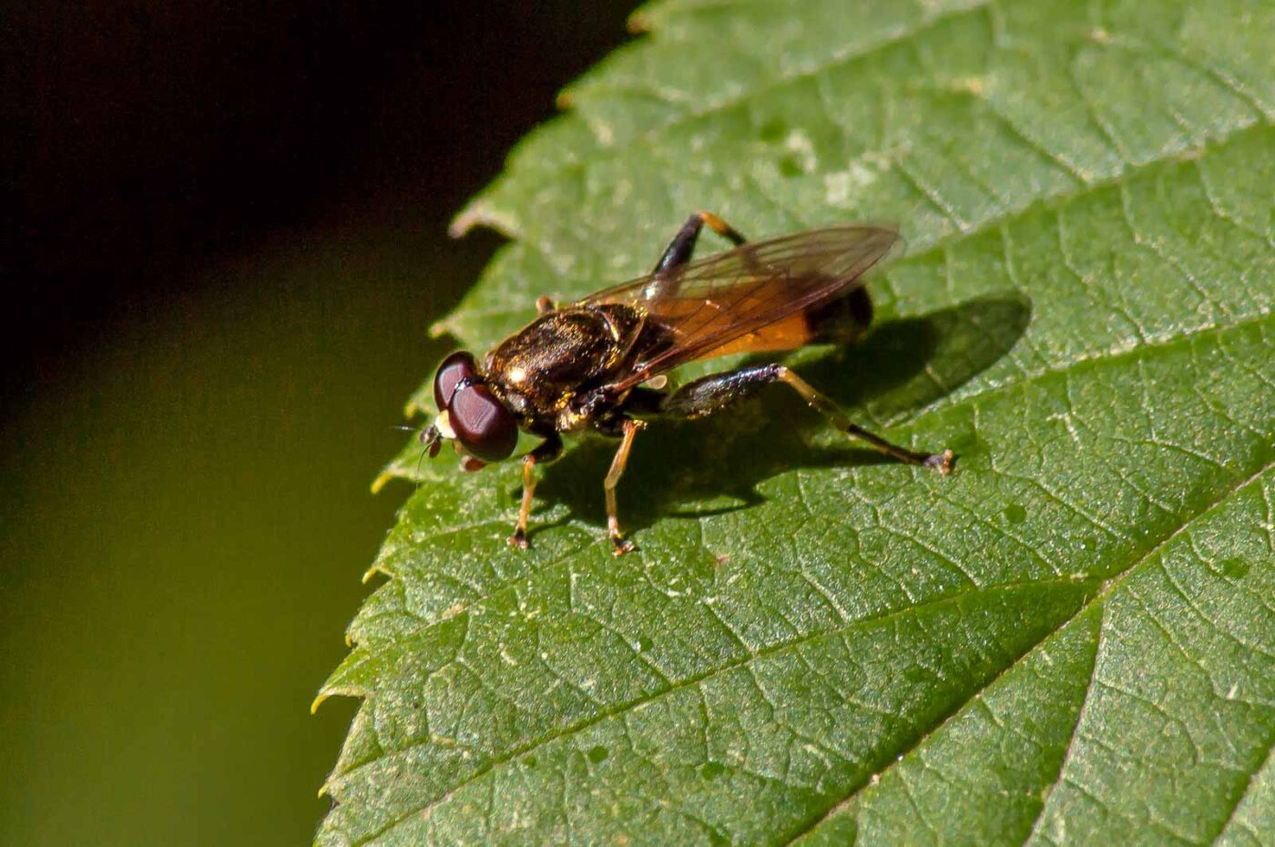 2016-08-30 - NSG Brandheide Recklinghausen
