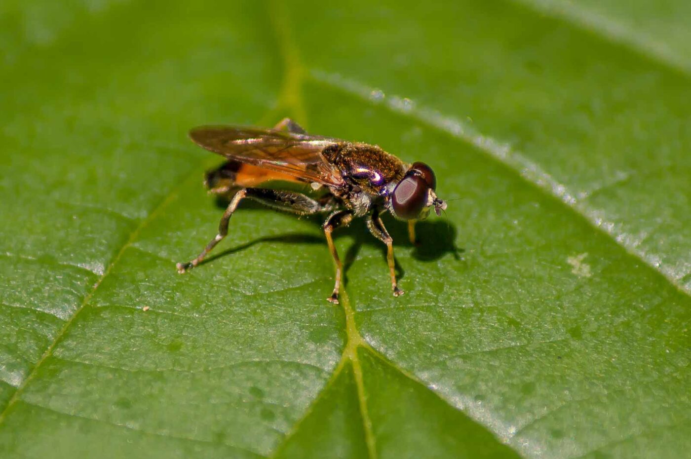 2016-08-30 - NSG Brandheide Recklinghausen