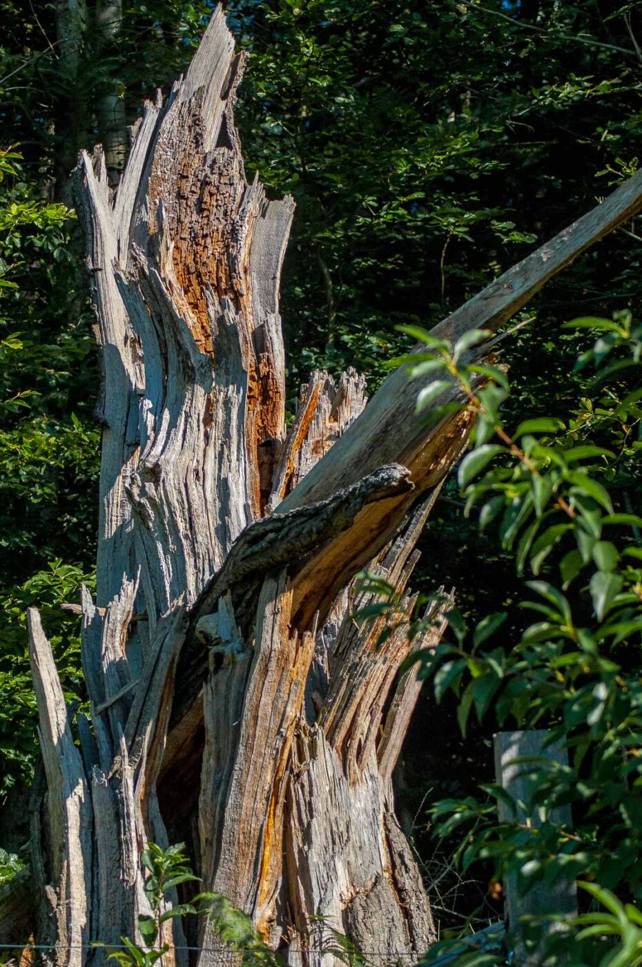 2016-08-31 - NSG Brandheide Recklinghausen