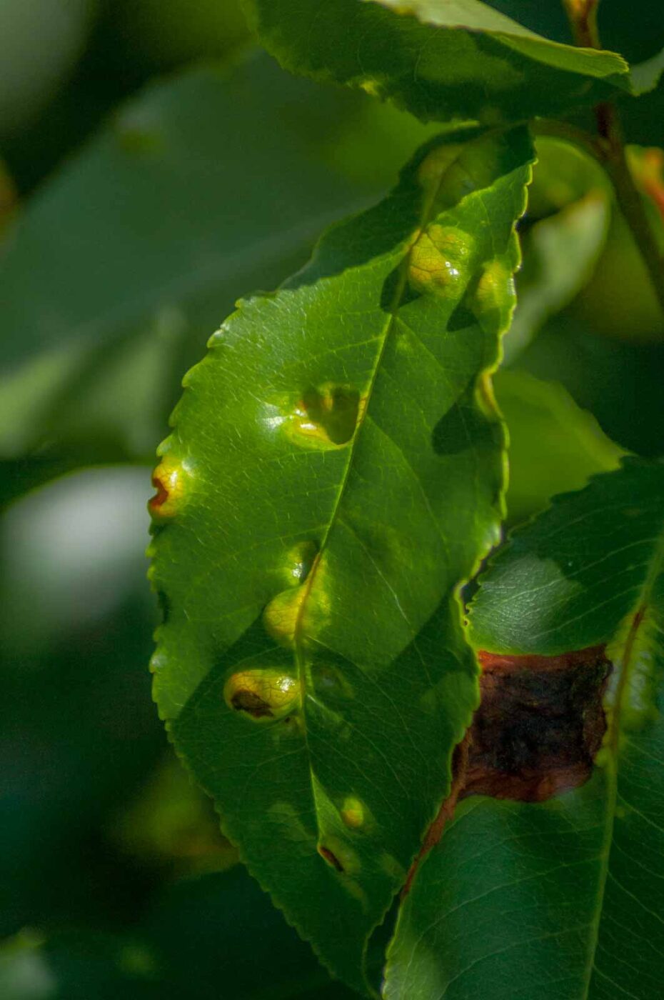 2016-08-31 - NSG Brandheide Recklinghausen