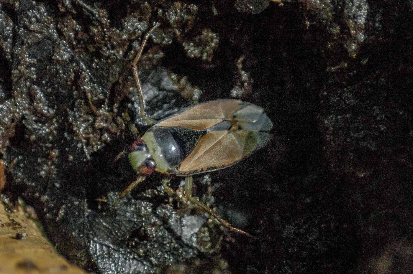 2016-08-31 - NSG Brandheide Recklinghausen