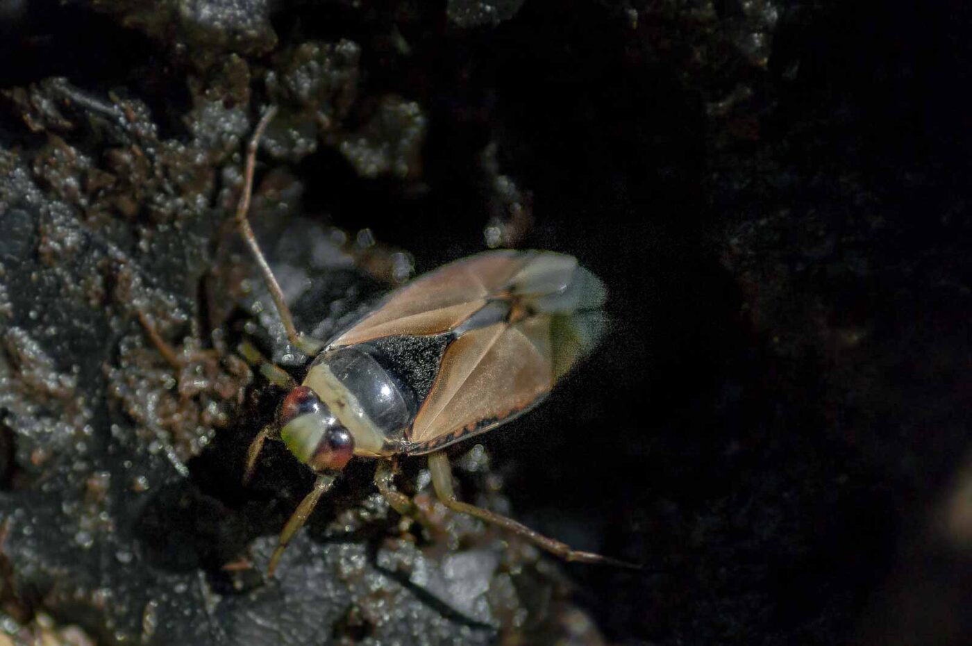 2016-08-31 - NSG Brandheide Recklinghausen