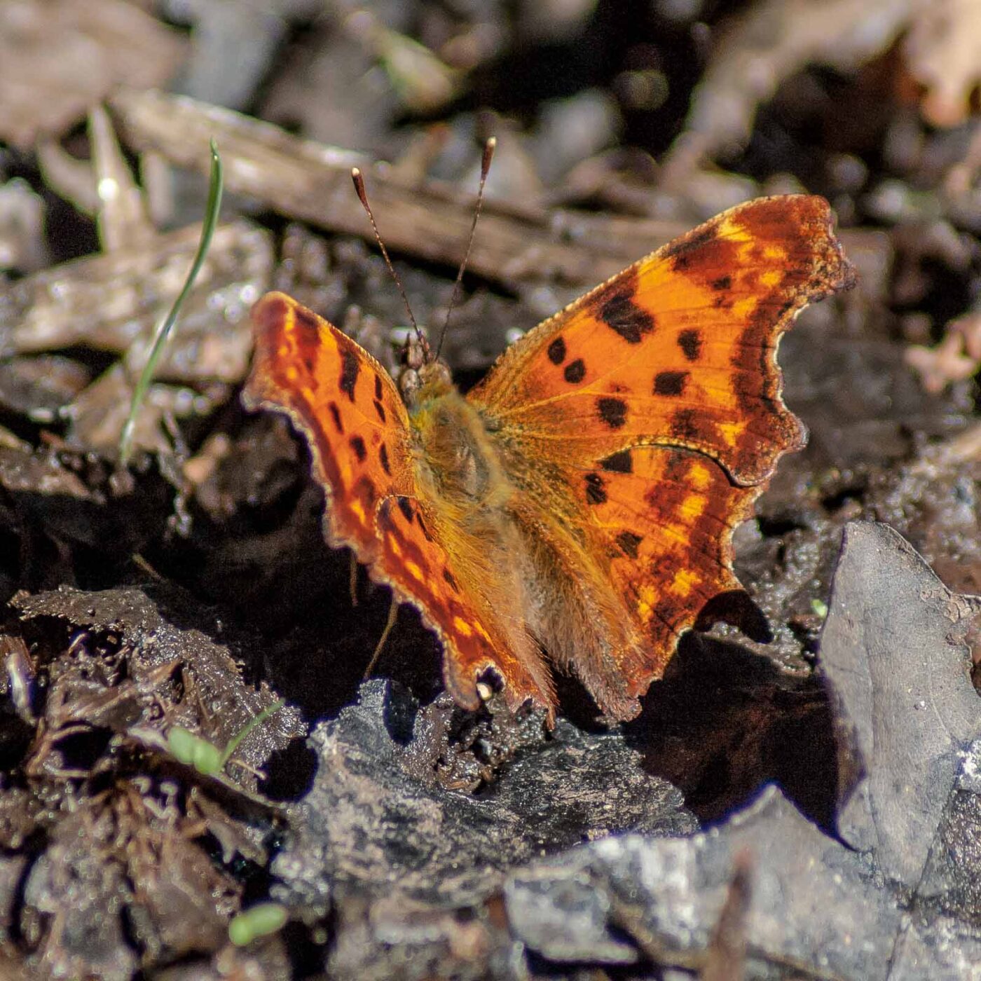 2016-08-31 - NSG Brandheide Recklinghausen
