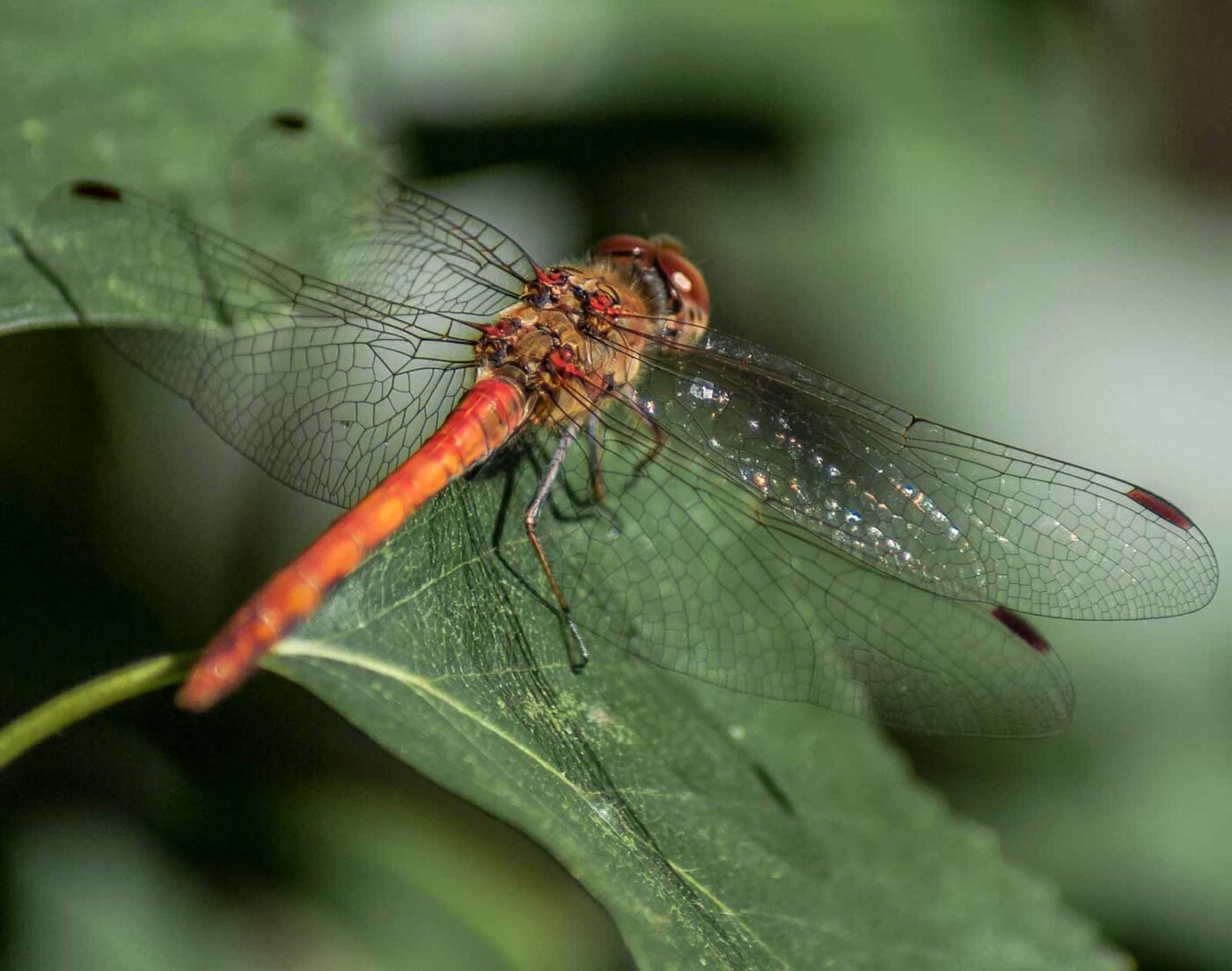 2016-08-31 - NSG Brandheide Recklinghausen