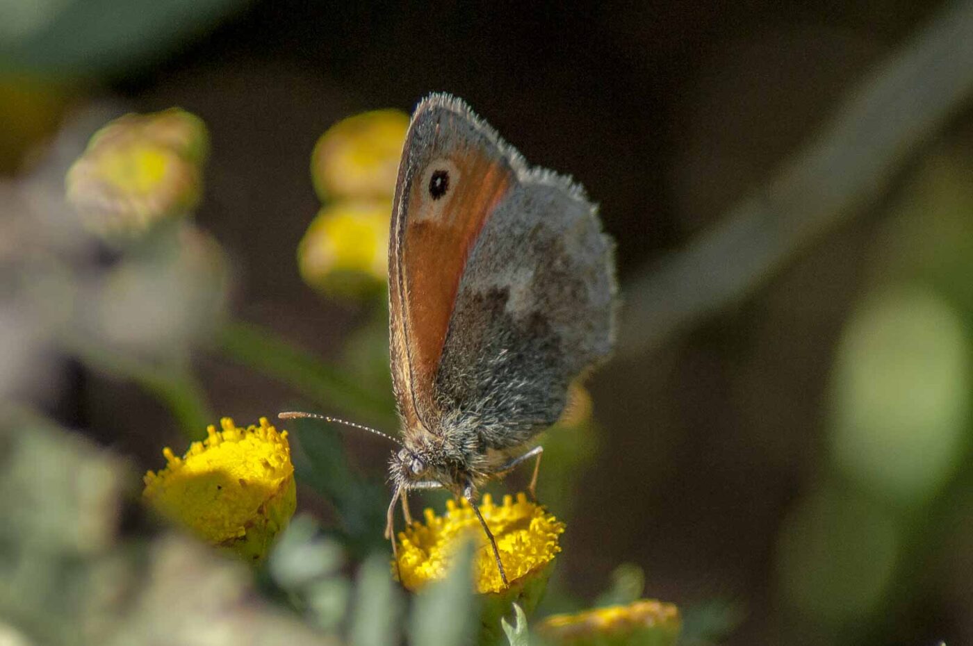 2016-08-31 - NSG Brandheide Recklinghausen