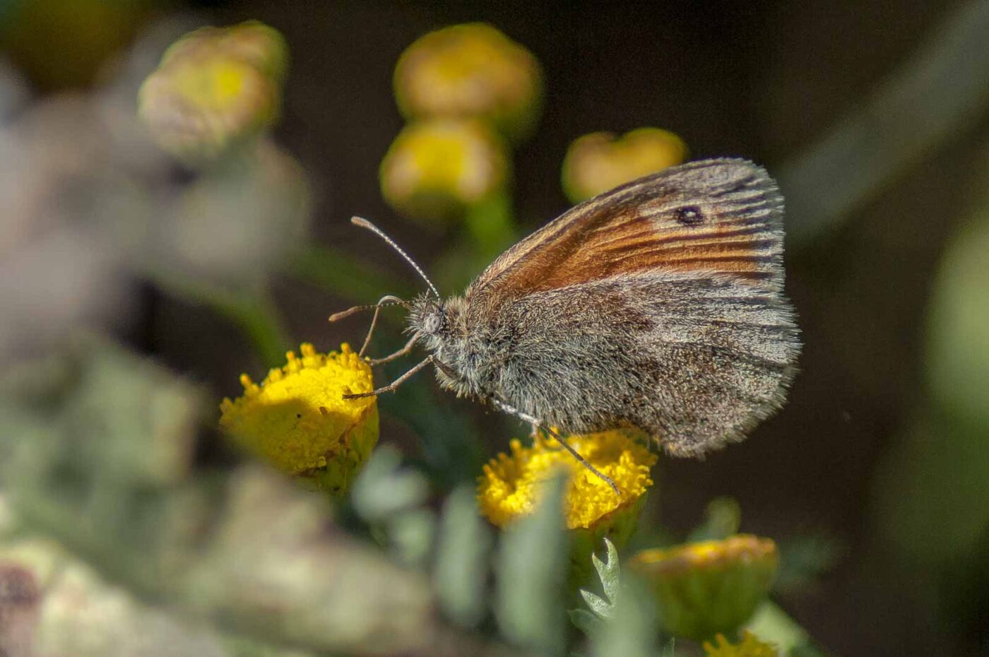 2016-08-31 - NSG Brandheide Recklinghausen