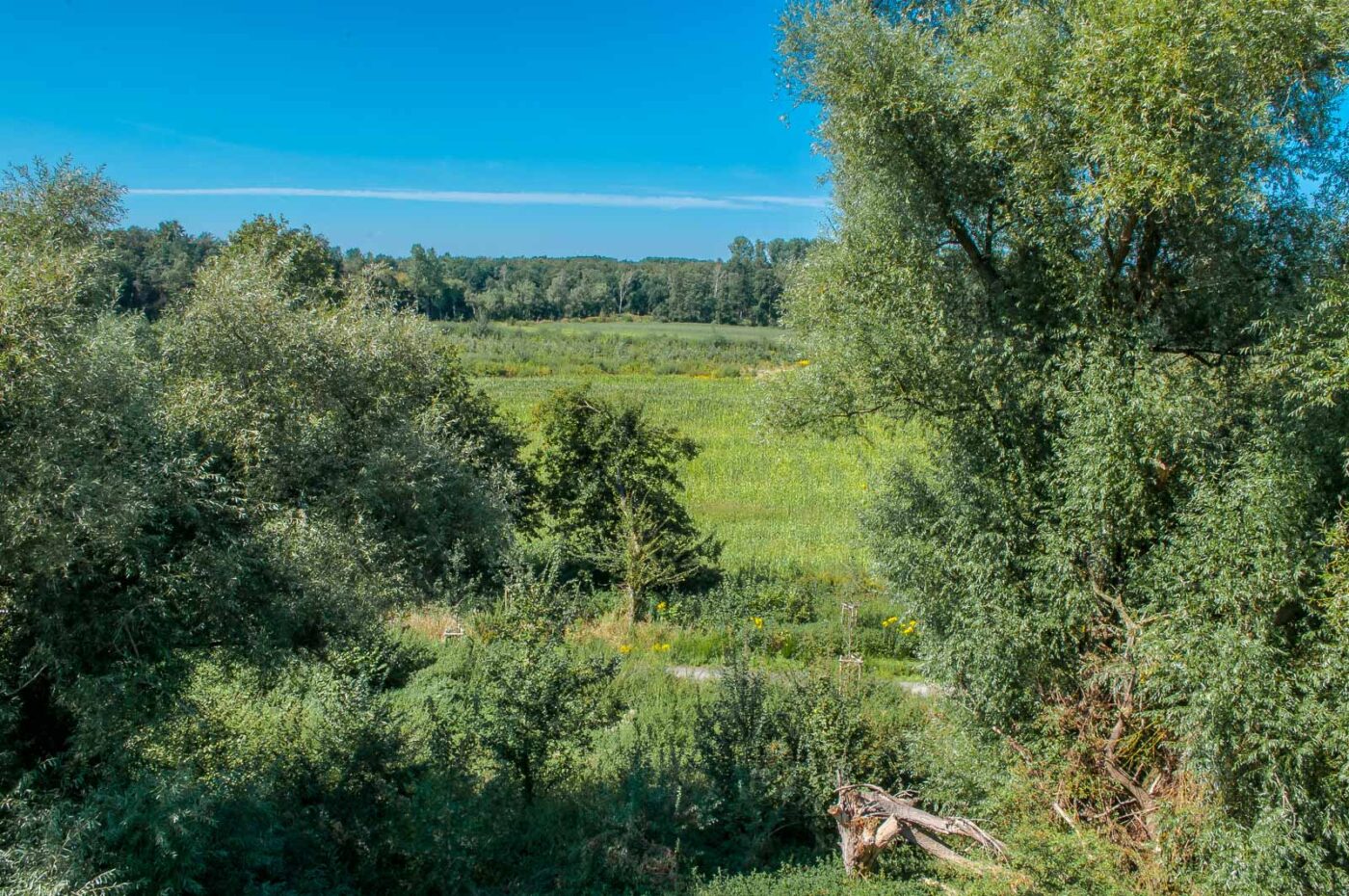 2016-08-31 - NSG Brandheide Recklinghausen