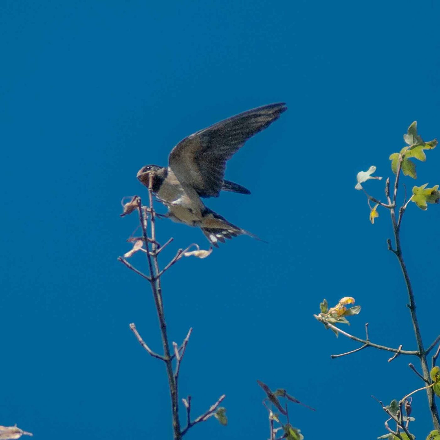 2016-08-31 - NSG Brandheide Recklinghausen