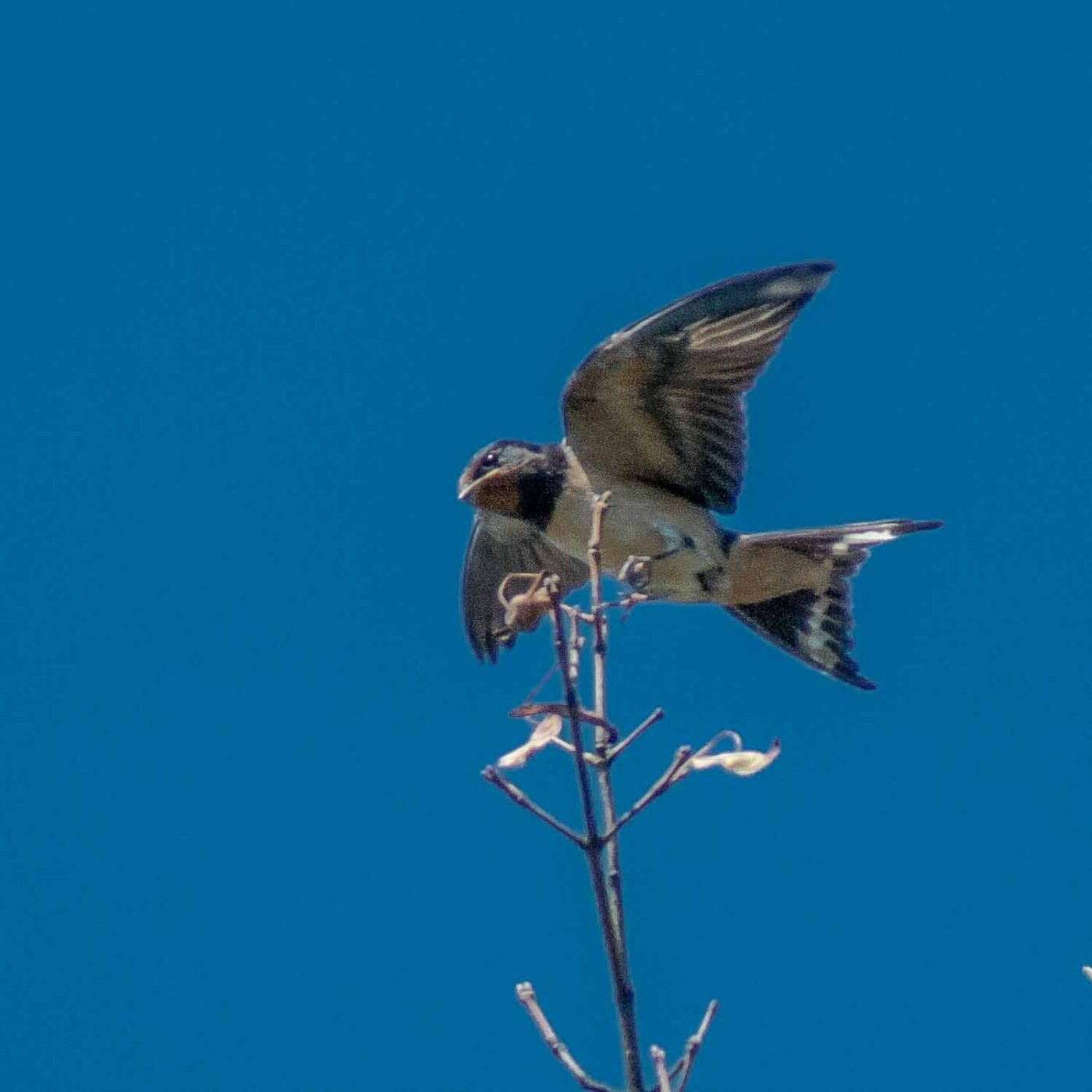 2016-08-31 - NSG Brandheide Recklinghausen