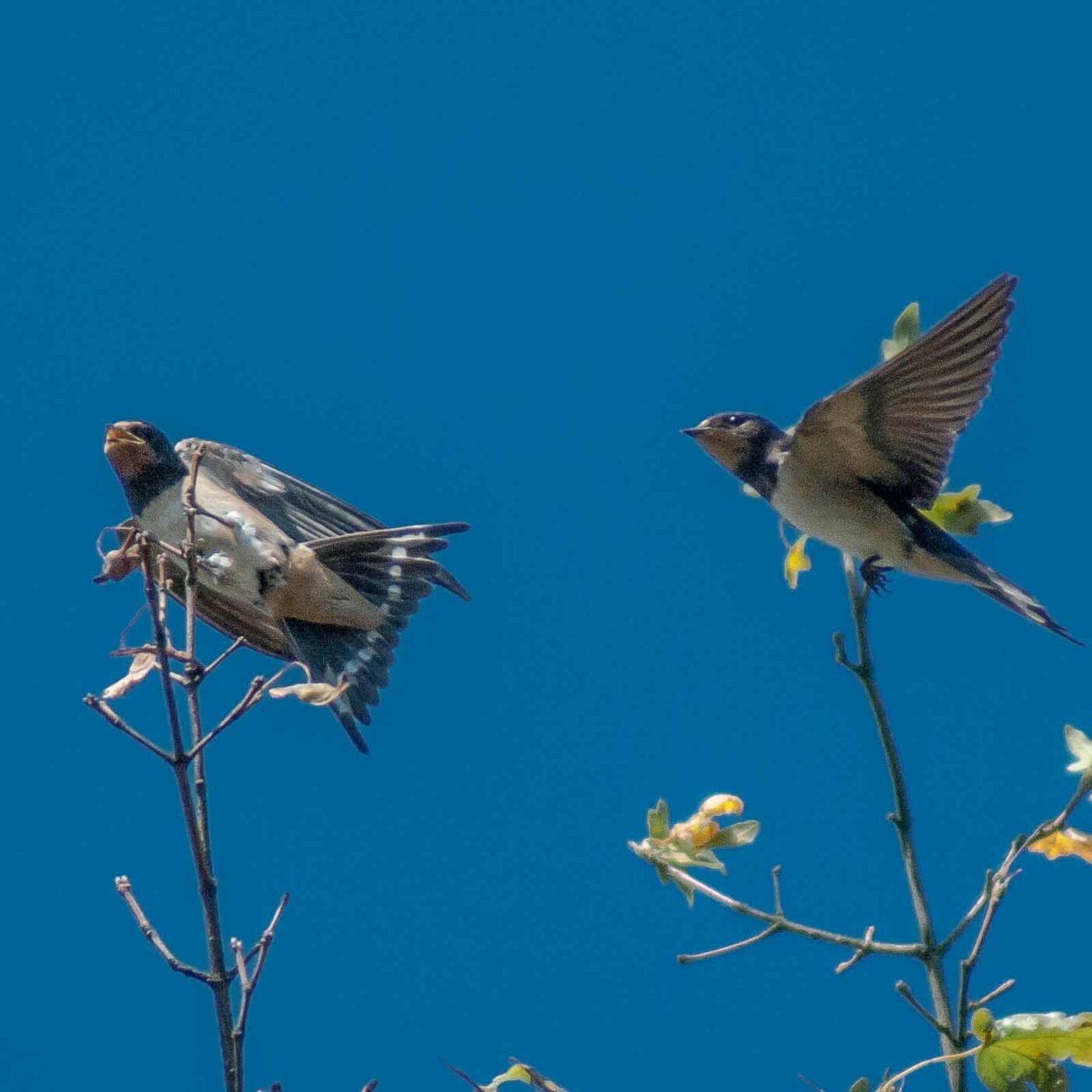 2016-08-31 - NSG Brandheide Recklinghausen