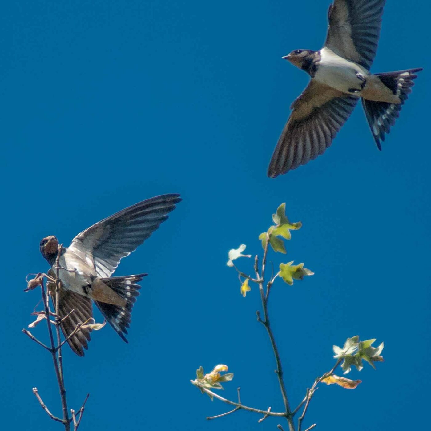 2016-08-31 - NSG Brandheide Recklinghausen