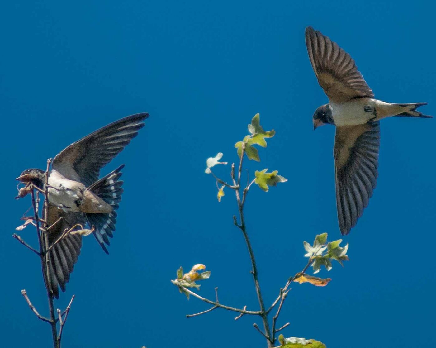2016-08-31 - NSG Brandheide Recklinghausen