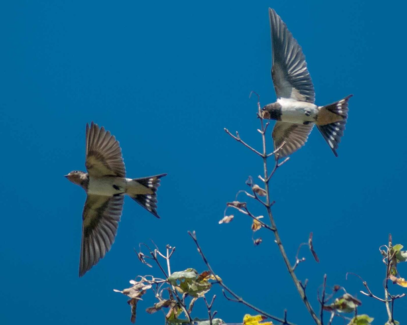 2016-08-31 - NSG Brandheide Recklinghausen