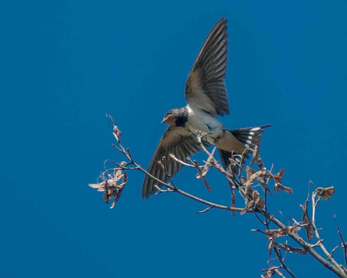 2016-08-31 - NSG Brandheide Recklinghausen