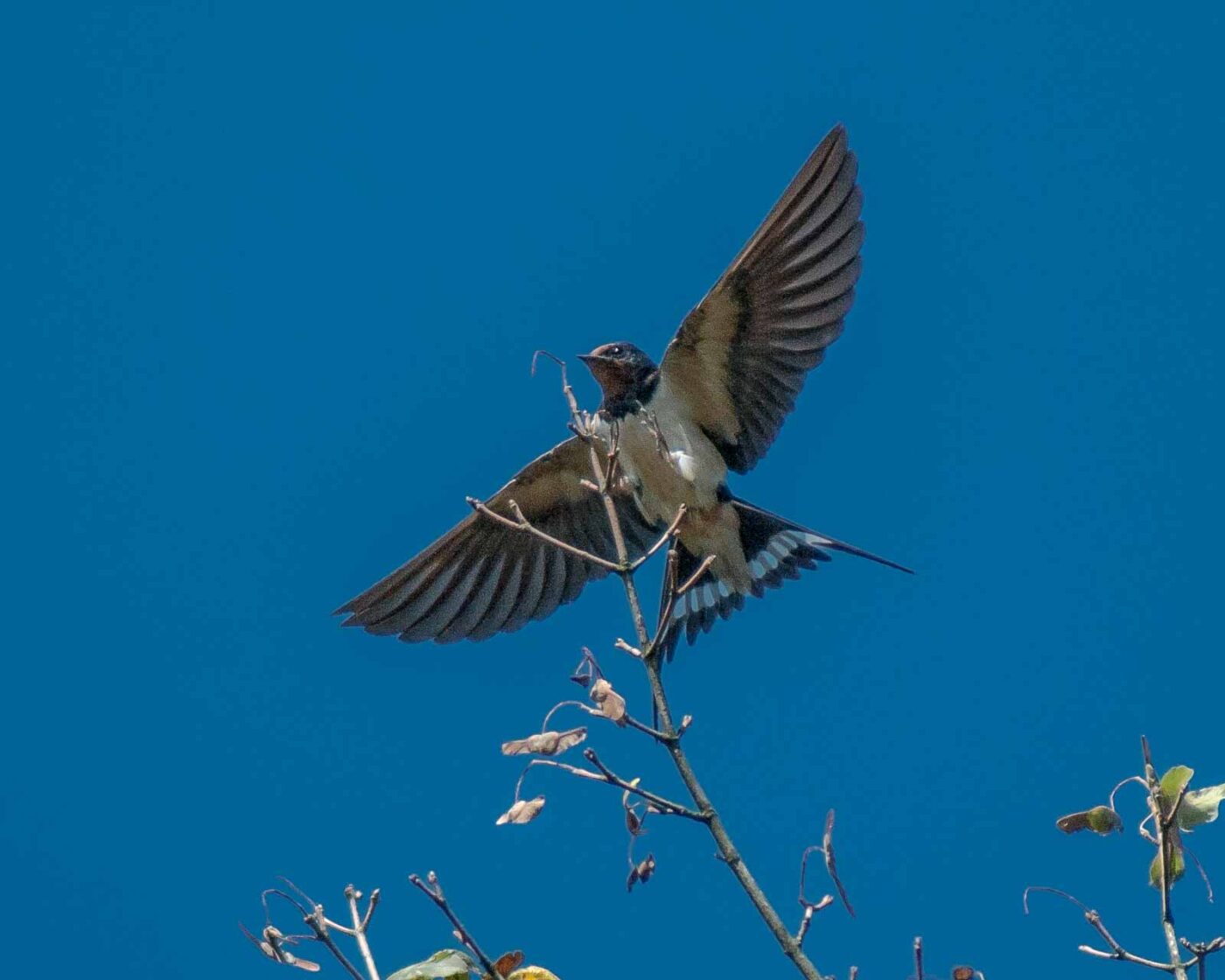 2016-08-31 - NSG Brandheide Recklinghausen