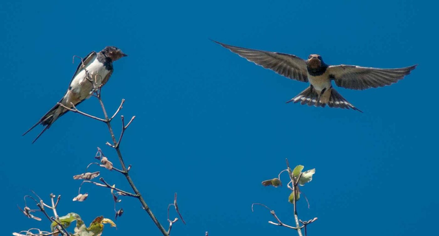 2016-08-31 - NSG Brandheide Recklinghausen