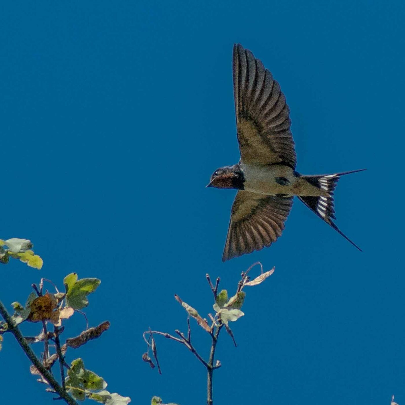 2016-08-31 - NSG Brandheide Recklinghausen