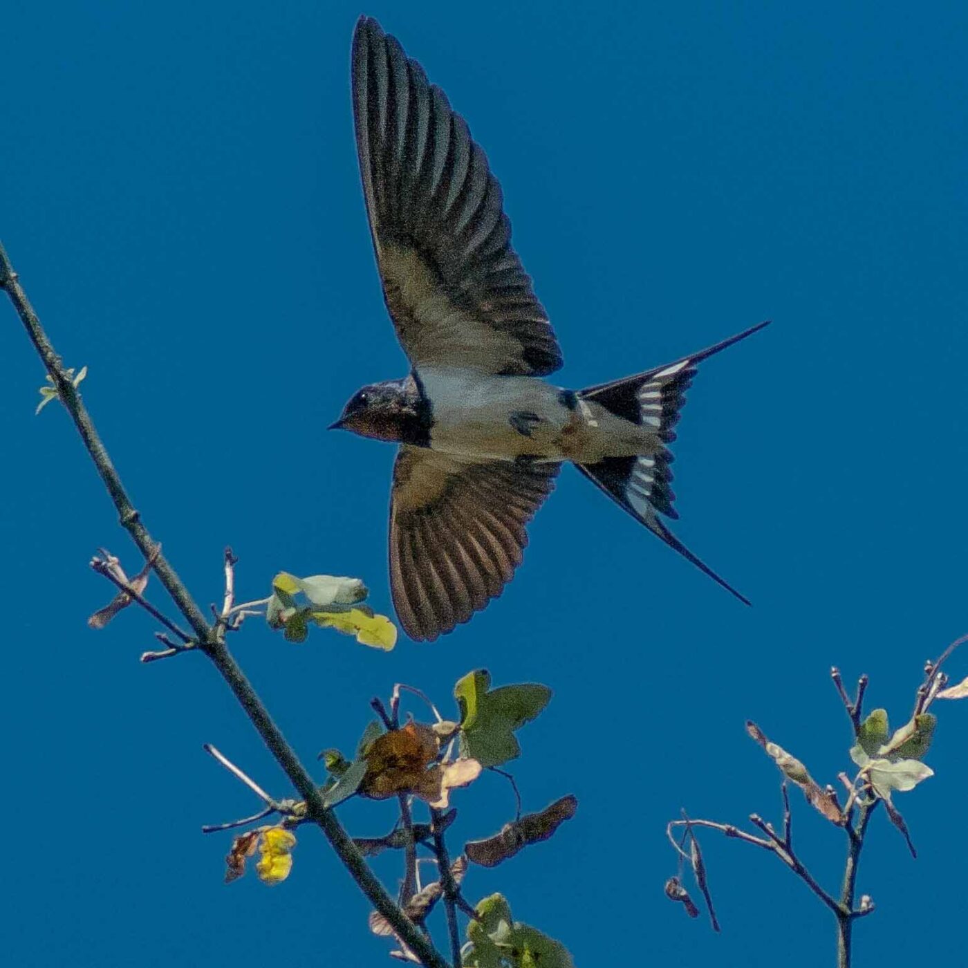 2016-08-31 - NSG Brandheide Recklinghausen