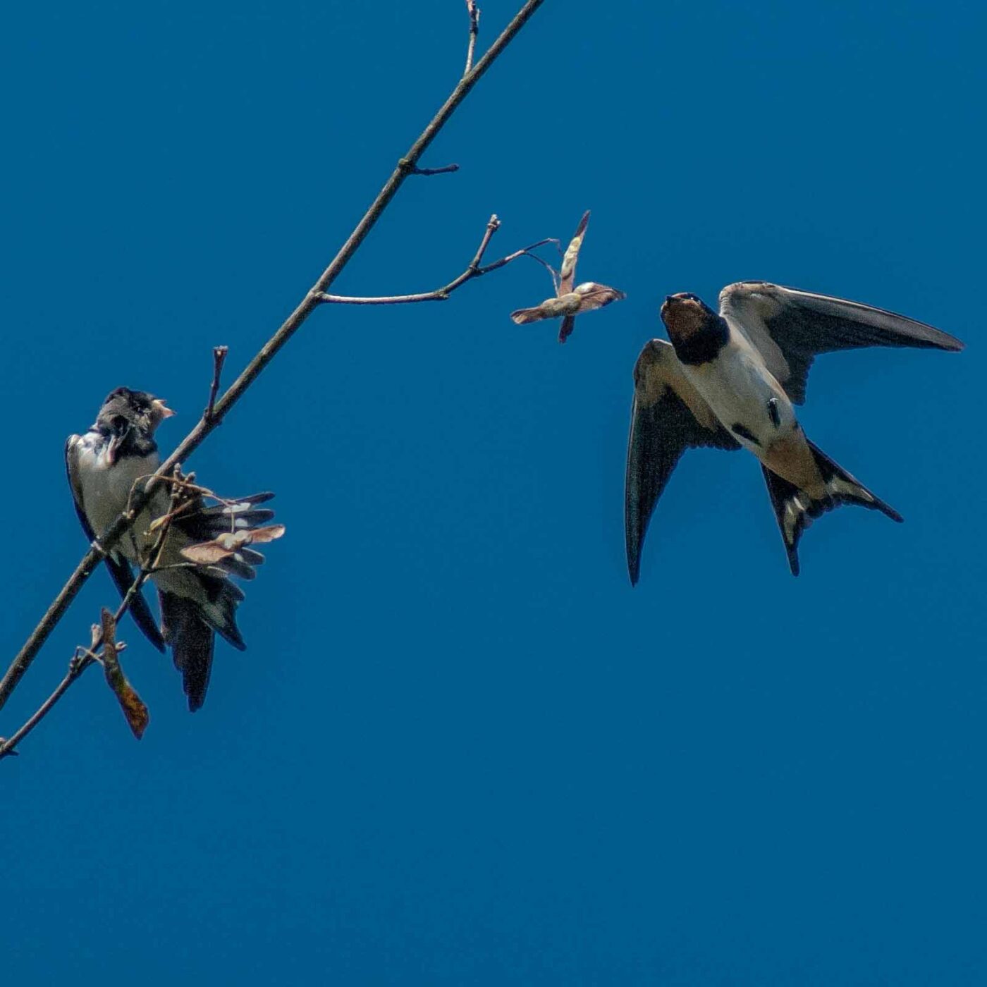 2016-08-31 - NSG Brandheide Recklinghausen