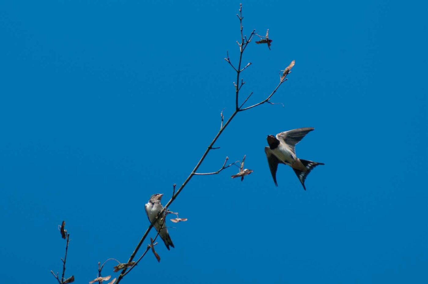 2016-08-31 - NSG Brandheide Recklinghausen