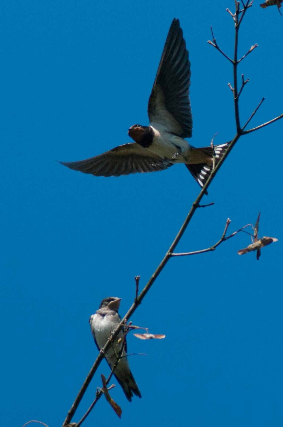 2016-08-31 - NSG Brandheide Recklinghausen