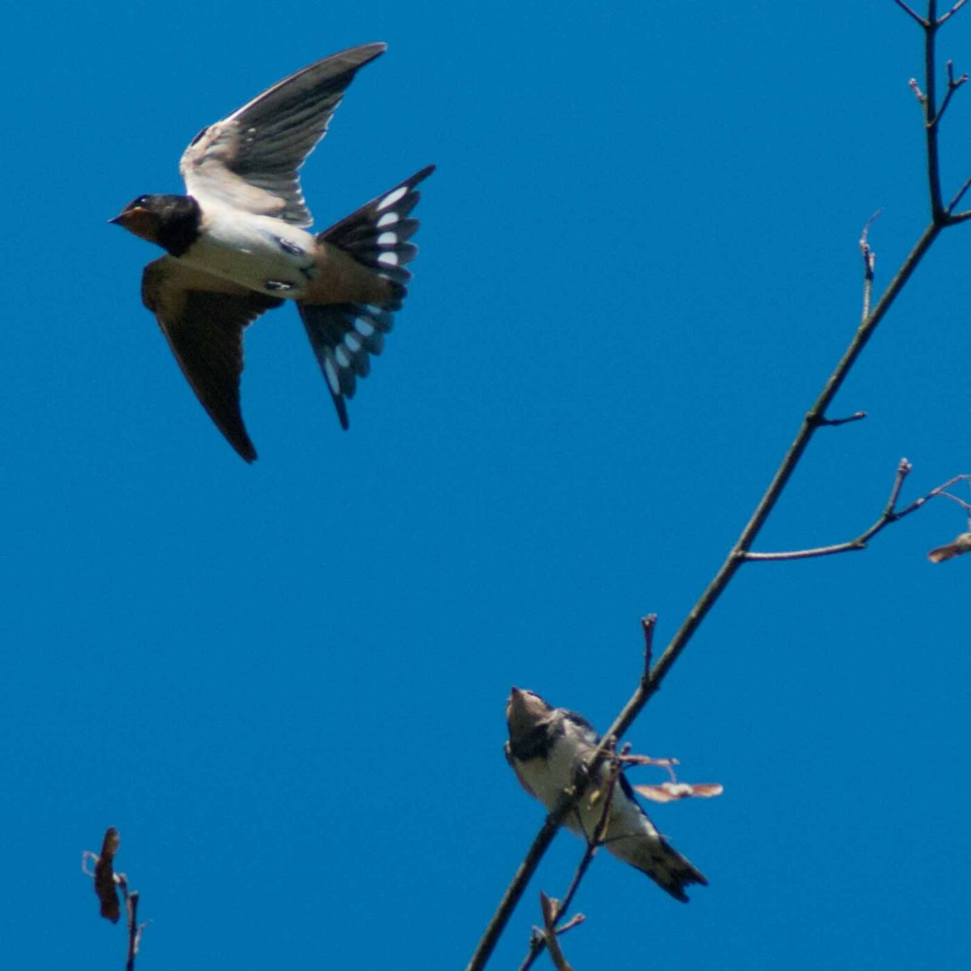 2016-08-31 - NSG Brandheide Recklinghausen